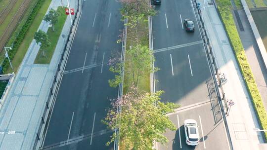 航拍广州马路中间的异木棉视频素材模板下载