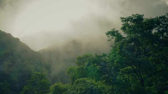 雨雾浓雾森林自然景观航拍