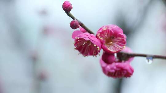 雪中梅花 雨中腊梅花 红色腊梅 1183