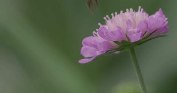 悬停苍蝇，花苍蝇，Syrphid苍蝇，昆