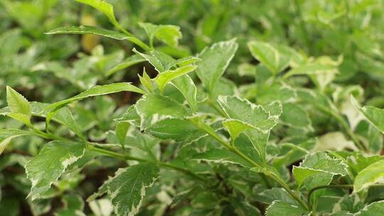 雨中的绿色植物