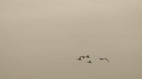 山东荣成成山镇鸿鹄湾天鹅湖冬季大天鹅