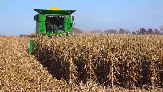 美国收割机在收玉米