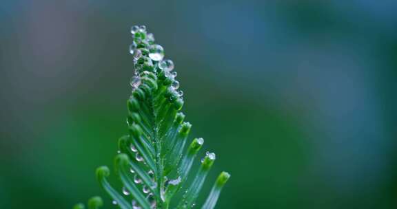 露珠 水珠 绿植