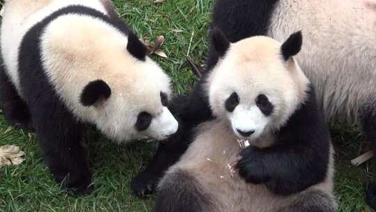 四只活泼可爱的小熊猫