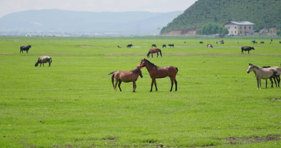 香格里拉纳帕海草原上的马儿