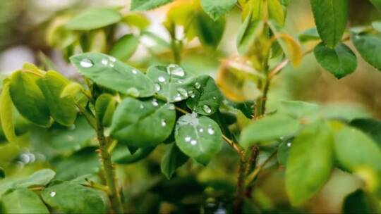 落着雨滴的绿叶