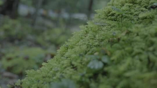 原始森林苔藓