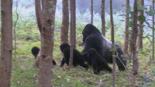 猩猩在卢旺达丛林行走