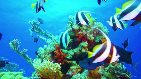 唯美海底、珊瑚