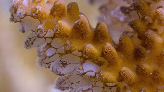 珊瑚 海底