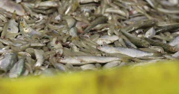 4kl1广东雷州渔民们对鱼进行分类处理6