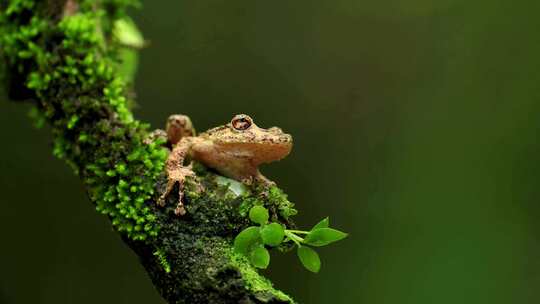 树上的树蛙