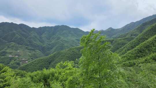 平塘马安竹海航拍 竹林森林云海