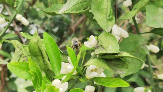 农村房屋蔬菜菜园花草树木绿色植物