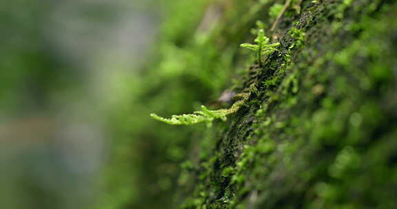 大自然 山野  苔藓 