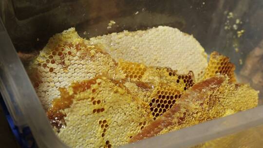 野生新鲜蜂蜜蜂巢特写