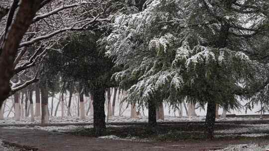 寒冷冬季公园松树雪花大雪空境升格