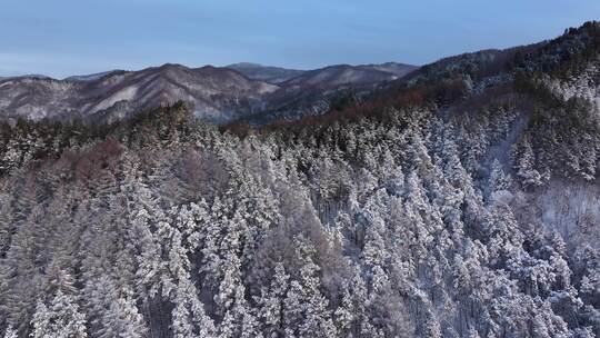 航拍东北下暴雪林海雪原威虎山