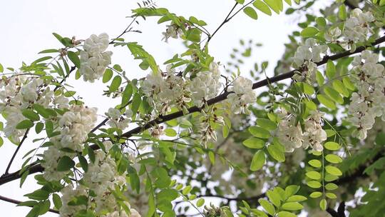 风中槐花