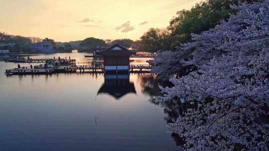 杭州西湖樱花