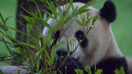 国宝大熊猫吃竹子【镜头合集】