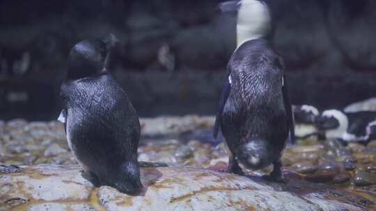 海洋生物斑嘴环企鹅在户外活动