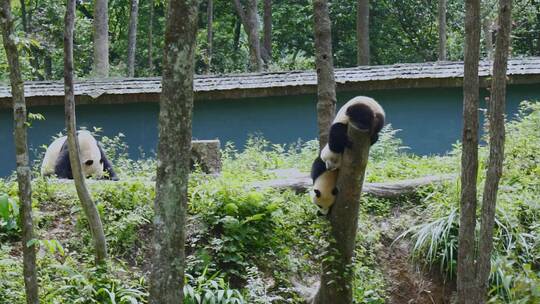 雅安碧峰峡熊猫基地的幼年大熊猫在树干玩耍