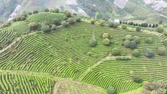 航拍绿色高山有机茶园