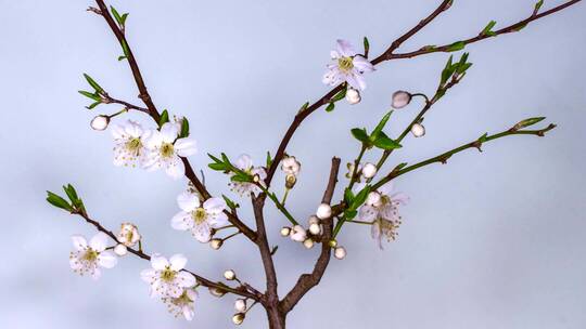 冬天梅花开了花朵枝头