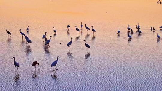 夕阳下湿地群鸟栖息景象