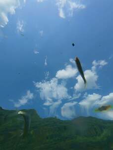 水下仰拍青山倒影，钓起鱼跃瞬间定格盛夏
