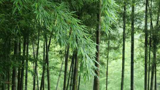 下雨天竹林景观特写，竹节挺拔竹叶繁茂