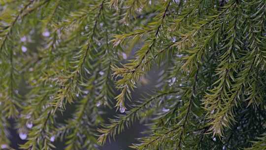 绿植水滴雨滴微风吹动