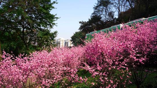 重庆佛图关梅花轻轨视频素材2