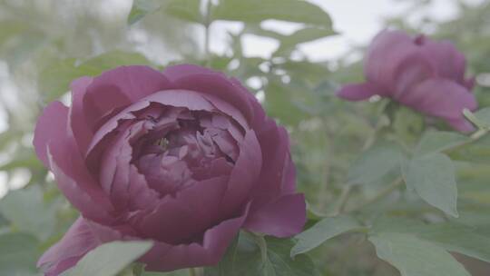 牡丹花种植LOG视频素材