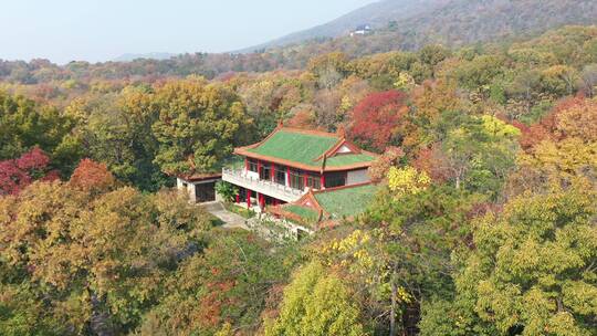 南京钟山公园森林树林金秋景区景点