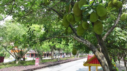 云南德宏州瑞丽市绿化带挂满热带水果菠萝蜜