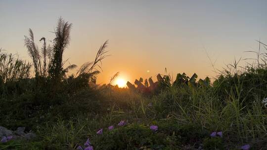 4K高清夕阳逆光下的芦苇草随风摇摆