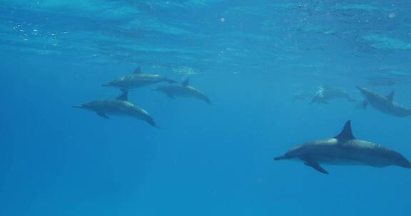成群的海豚