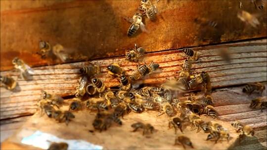 蜜蜂在蜂箱周围飞舞