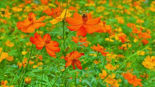 （4K合集）波斯菊唯美花朵园林花团