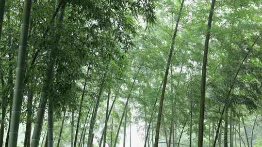 下雨天茂密的竹林枝叶繁茂生机勃勃的景象