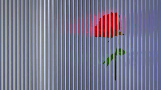 透明玻璃后面鲜艳的红玫瑰创意3D素材