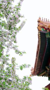 实拍升格北京故宫博物院内绽放的海棠花竖屏