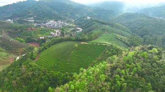 航拍茶山茶园