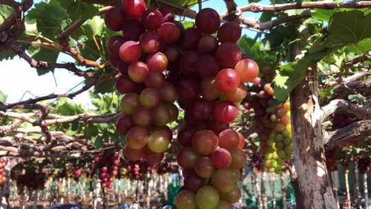 葡萄园采摘成熟的葡萄