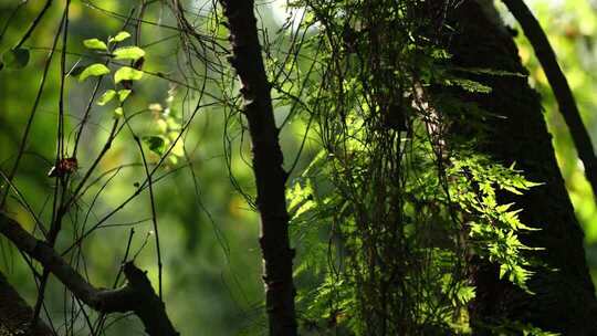 原始森林里逆光下长到树干上的蕨类植物