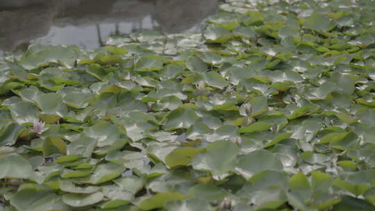 水面上铺满绿色荷叶的自然景观