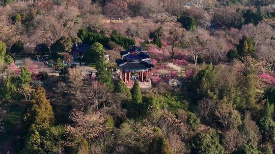 航拍南京明孝陵梅花山漫山遍野梅花盛开